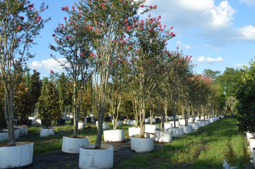 lagerstroemia-fauriei-tuscarora-japanese-crape-myrtle