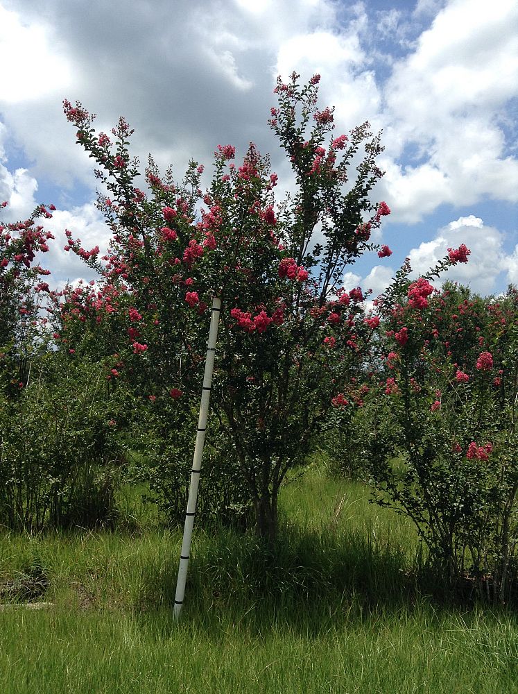 lagerstroemia-fauriei-tuscarora-japanese-crape-myrtle