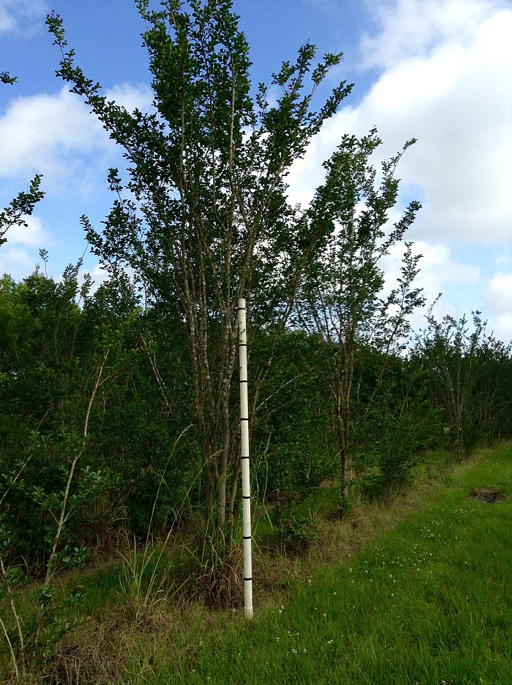 lagerstroemia-fauriei-tuscarora-japanese-crape-myrtle