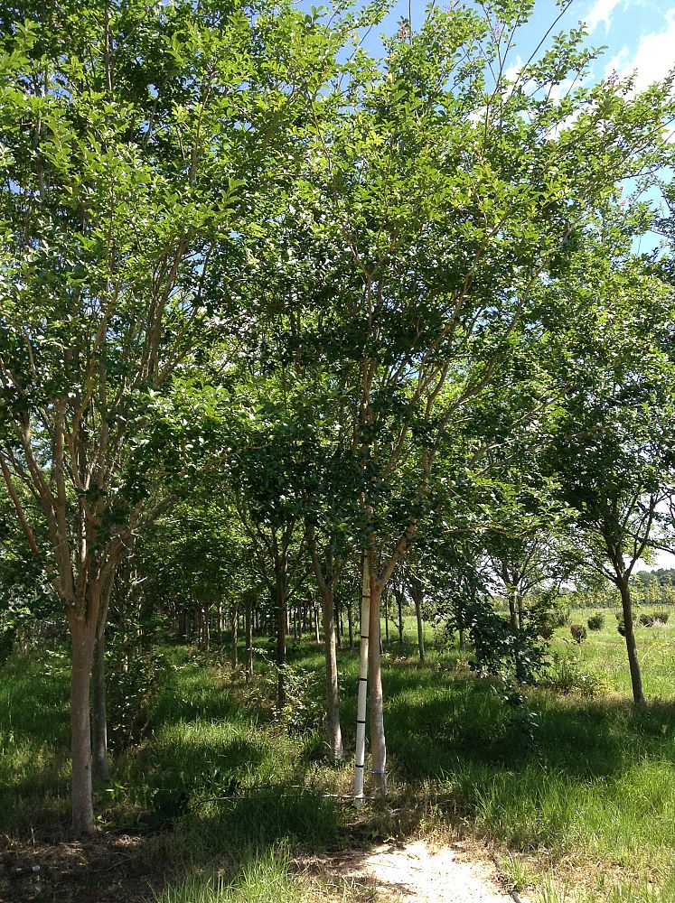 lagerstroemia-fauriei-tuscarora-japanese-crape-myrtle