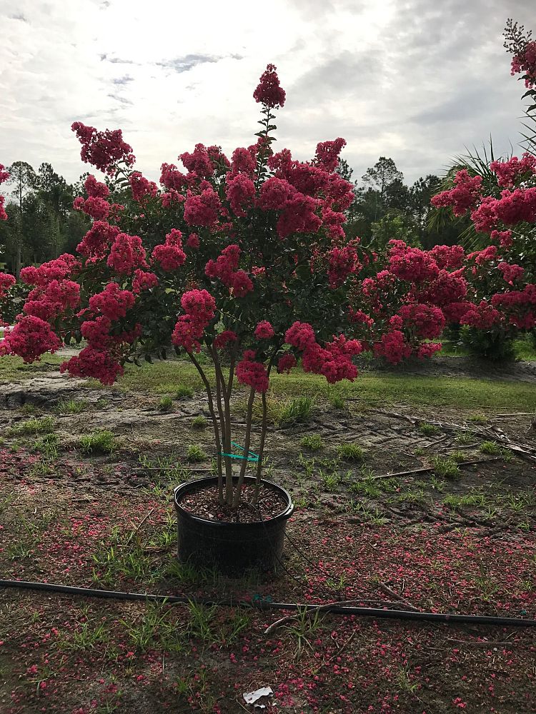 lagerstroemia-fauriei-tuscarora-japanese-crape-myrtle
