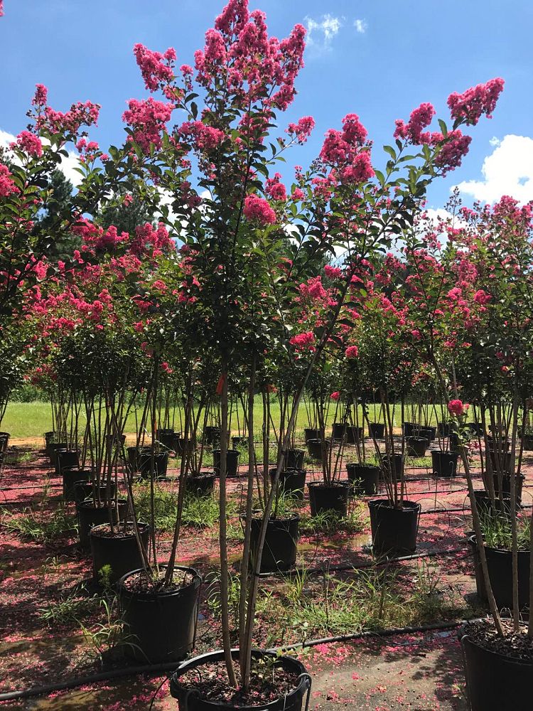 lagerstroemia-fauriei-tuscarora-japanese-crape-myrtle