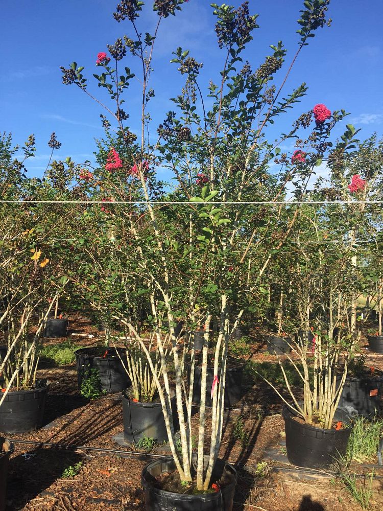 lagerstroemia-fauriei-tuscarora-japanese-crape-myrtle