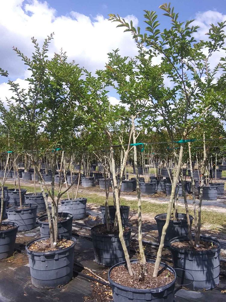 lagerstroemia-fauriei-tuscarora-japanese-crape-myrtle