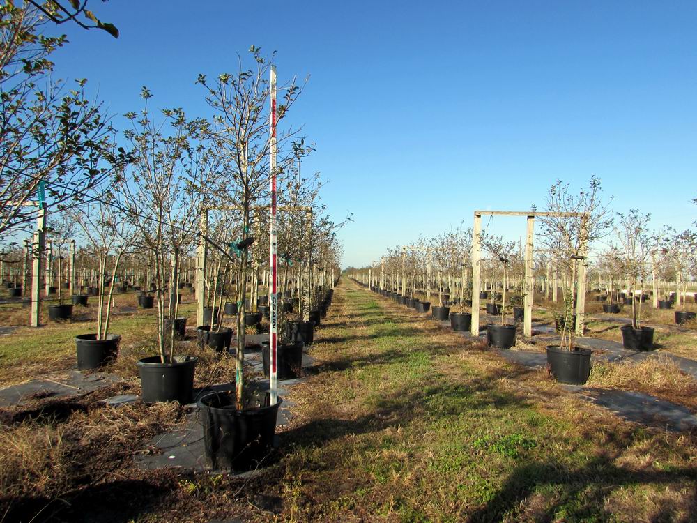 lagerstroemia-fauriei-tuscarora-japanese-crape-myrtle