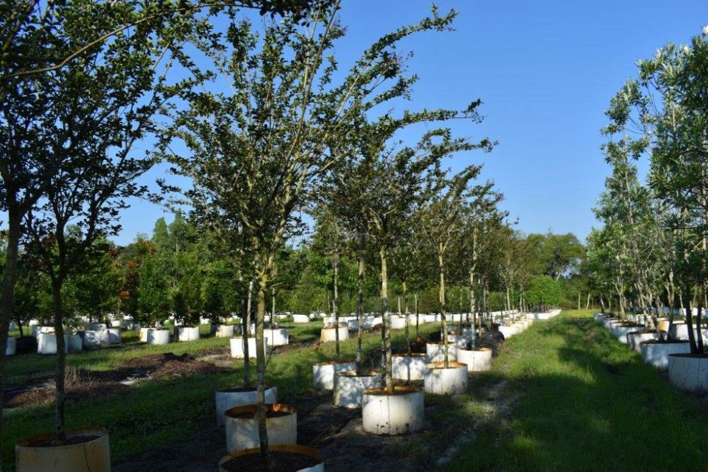 lagerstroemia-fauriei-tuscarora-japanese-crape-myrtle