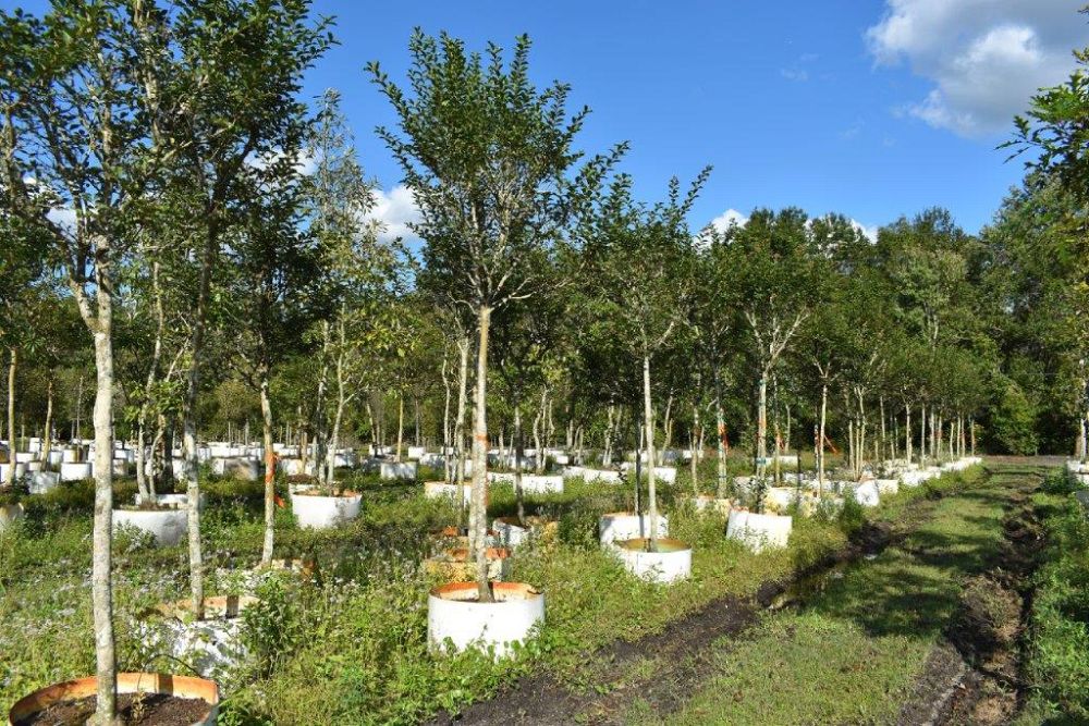 lagerstroemia-fauriei-tuscarora-japanese-crape-myrtle