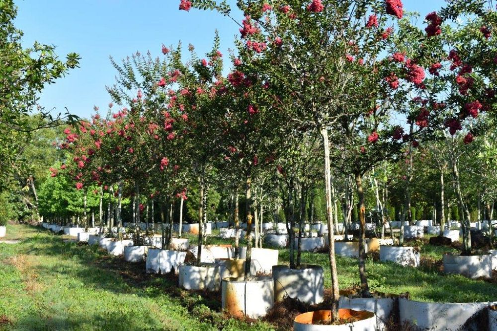 lagerstroemia-fauriei-tuscarora-japanese-crape-myrtle