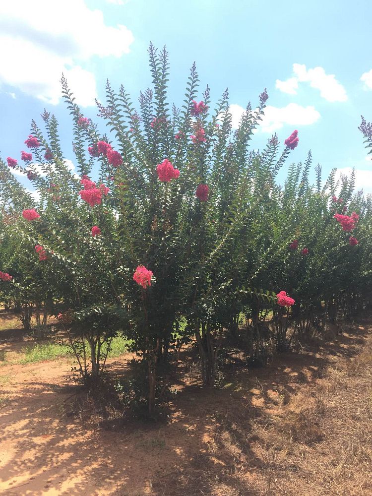 lagerstroemia-fauriei-tuscarora-japanese-crape-myrtle