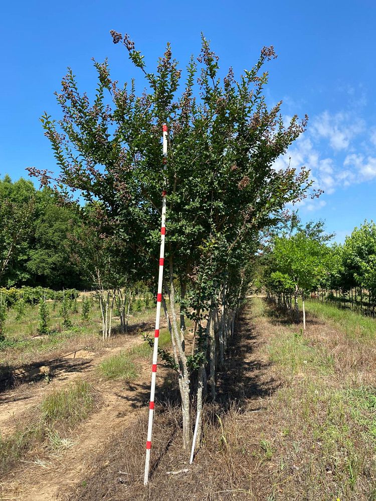 lagerstroemia-fauriei-tuscarora-japanese-crape-myrtle