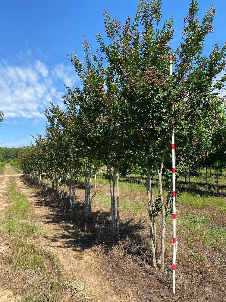 lagerstroemia-fauriei-tuscarora-japanese-crape-myrtle
