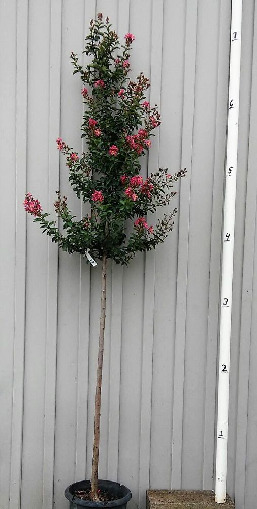 lagerstroemia-fauriei-tuscarora-japanese-crape-myrtle