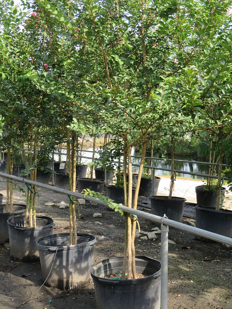 lagerstroemia-fauriei-tuscarora-japanese-crape-myrtle