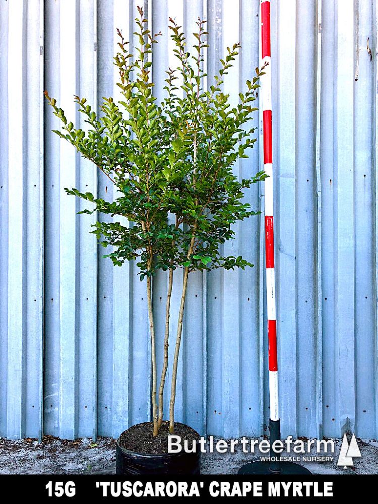 lagerstroemia-fauriei-tuscarora-japanese-crape-myrtle