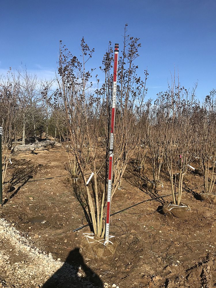 lagerstroemia-fauriei-tuscarora-japanese-crape-myrtle