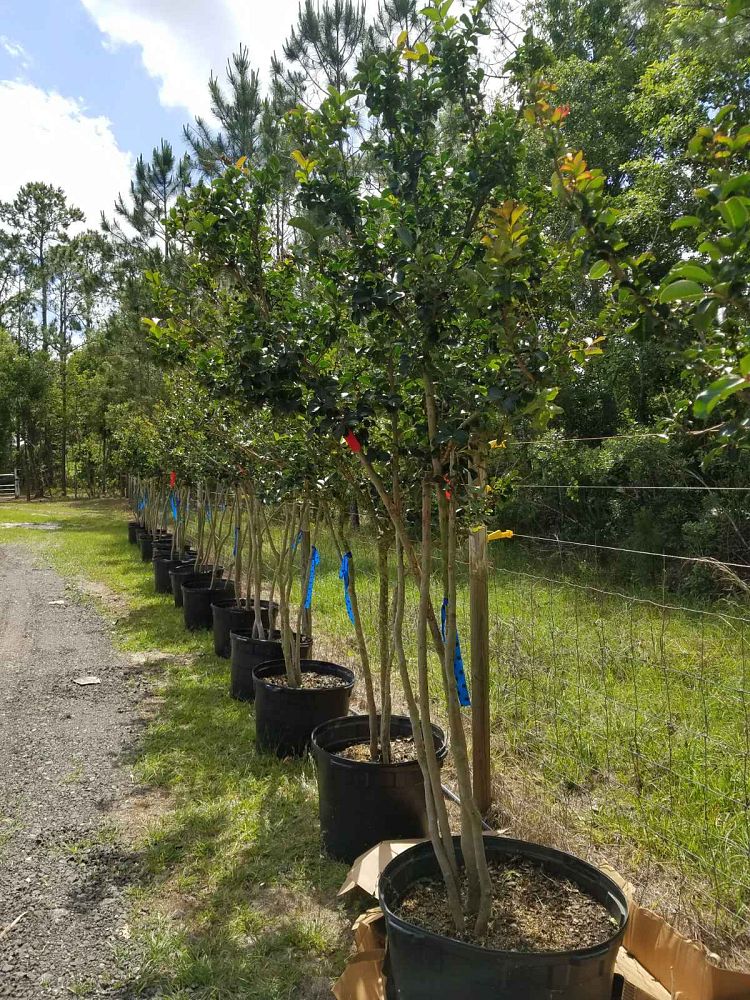 lagerstroemia-fauriei-tuscarora-japanese-crape-myrtle