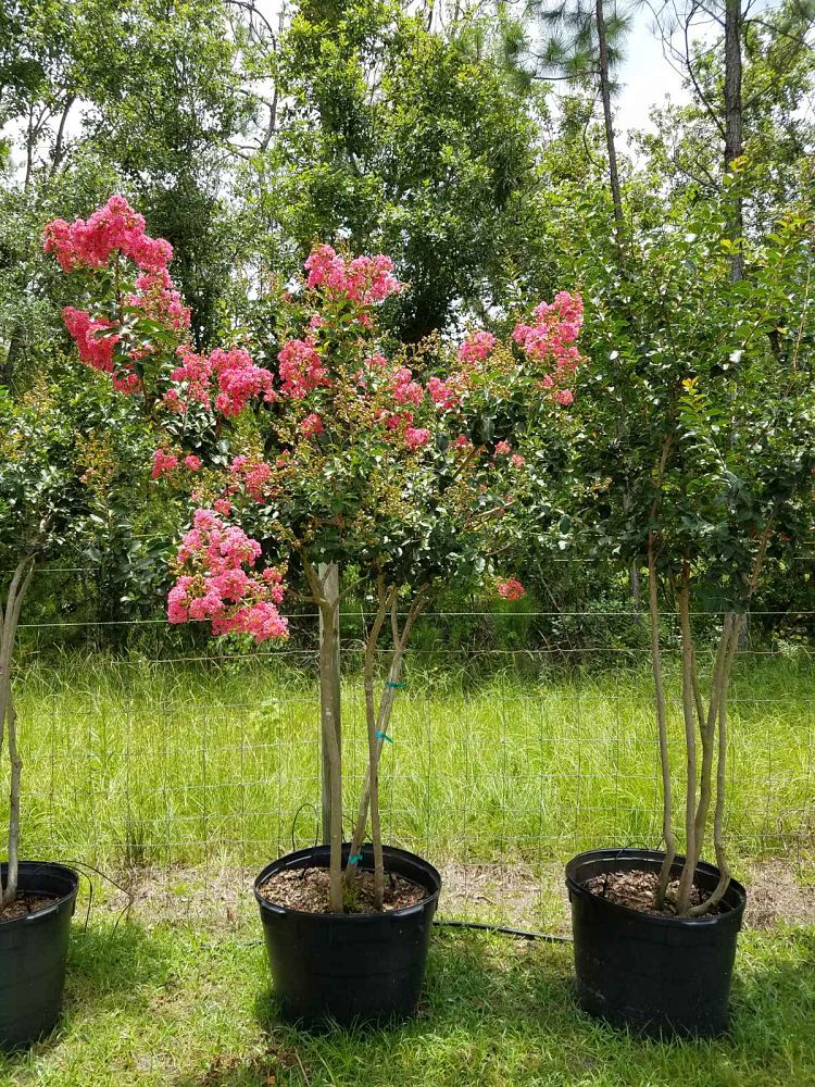 lagerstroemia-fauriei-tuscarora-japanese-crape-myrtle