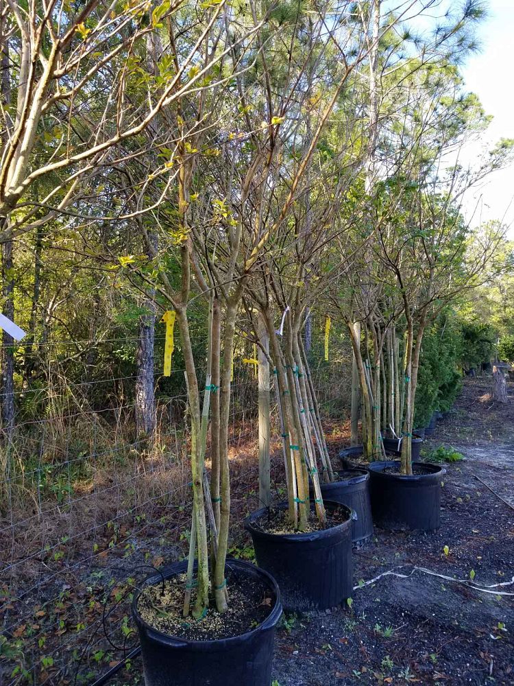 lagerstroemia-fauriei-tuscarora-japanese-crape-myrtle
