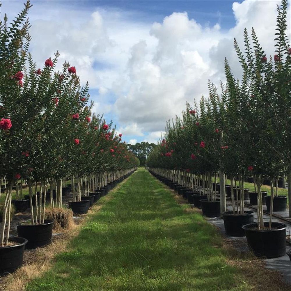 lagerstroemia-fauriei-tuscarora-japanese-crape-myrtle