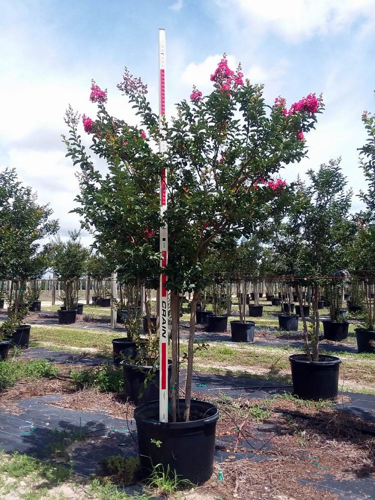 lagerstroemia-fauriei-tuscarora-japanese-crape-myrtle