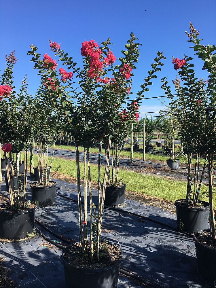 lagerstroemia-fauriei-tuscarora-japanese-crape-myrtle