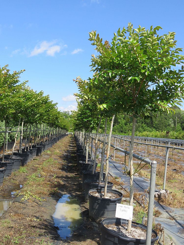 lagerstroemia-fauriei-tuscarora-japanese-crape-myrtle