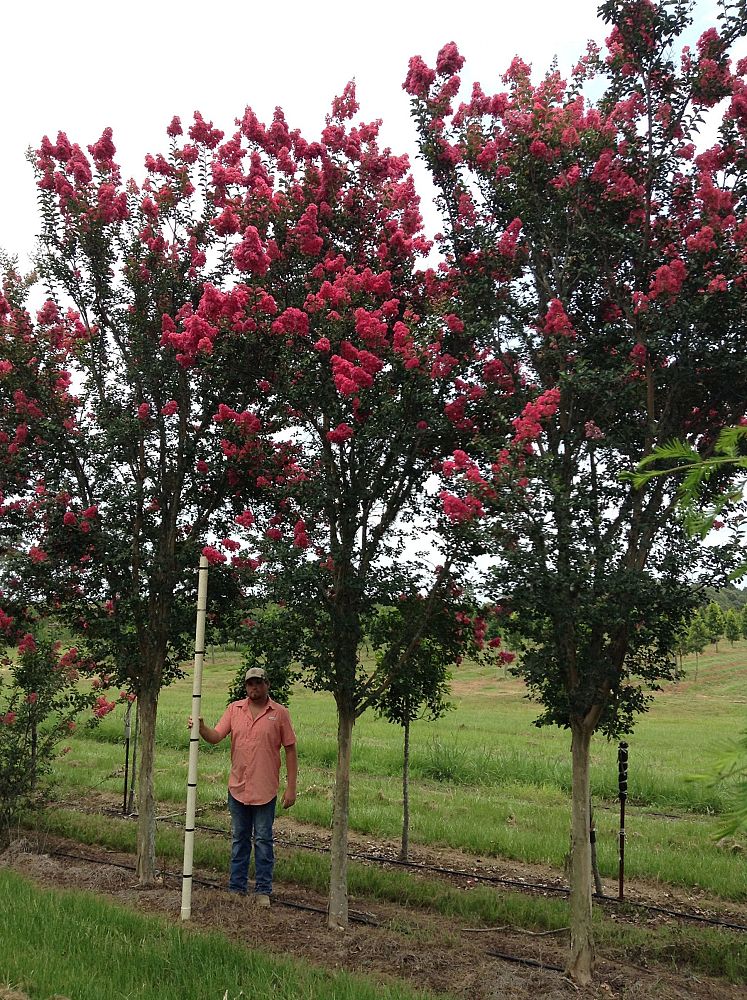 lagerstroemia-fauriei-tuscarora-japanese-crape-myrtle