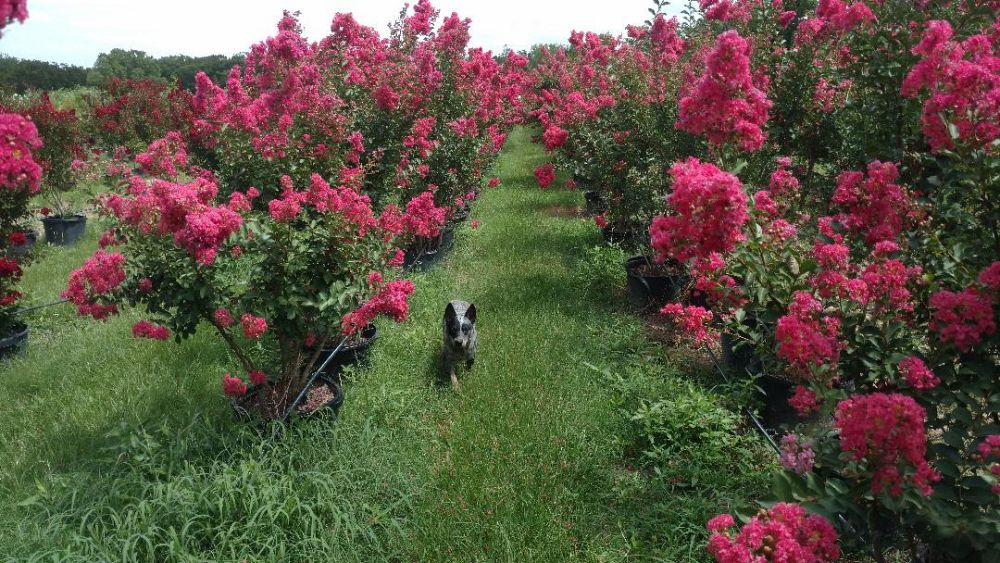lagerstroemia-fauriei-tuscarora-japanese-crape-myrtle