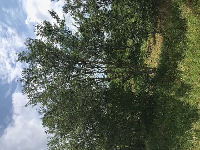 lagerstroemia-fauriei-tuscarora-japanese-crape-myrtle