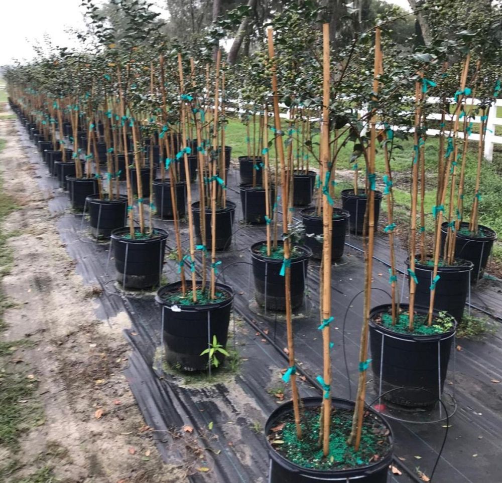 lagerstroemia-fauriei-tuscarora-japanese-crape-myrtle