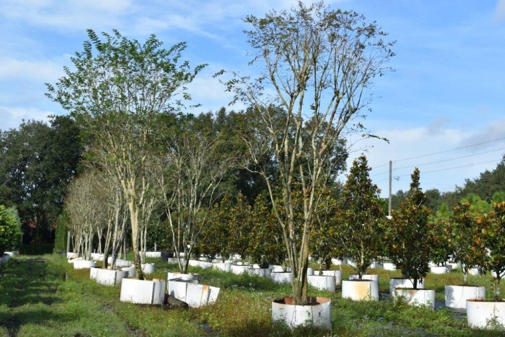 lagerstroemia-fauriei-tuscarora-japanese-crape-myrtle