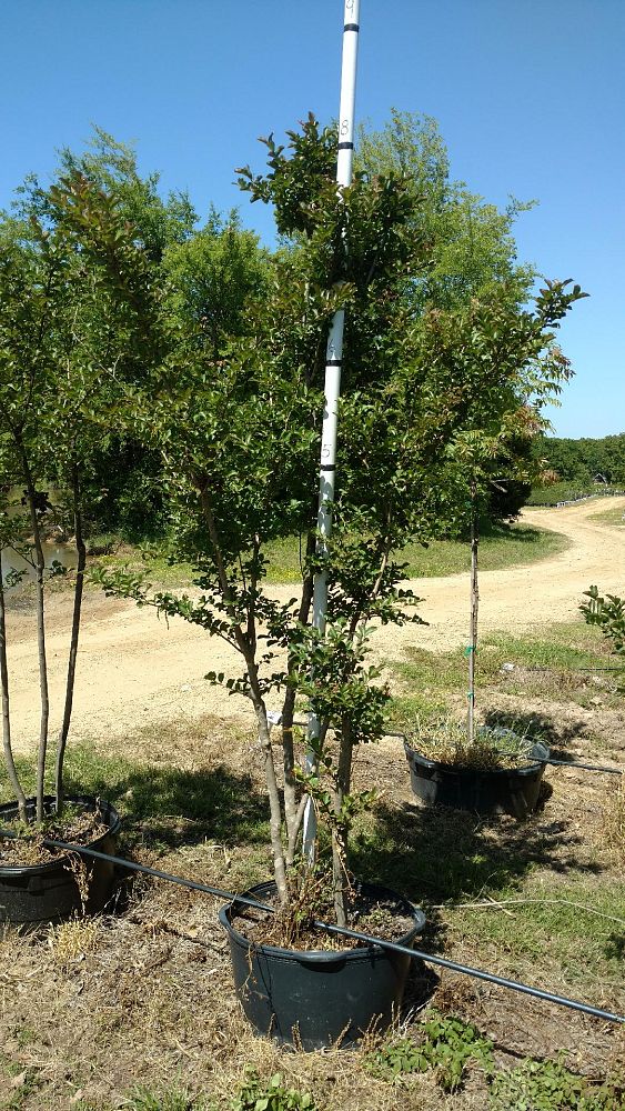 lagerstroemia-fauriei-tuscarora-japanese-crape-myrtle