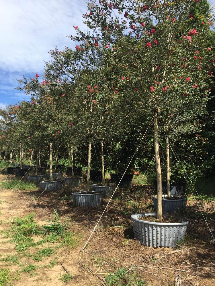 lagerstroemia-fauriei-tuscarora-japanese-crape-myrtle
