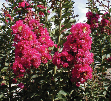 lagerstroemia-fauriei-tuscarora-japanese-crape-myrtle