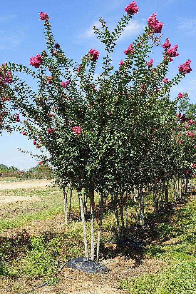 lagerstroemia-fauriei-tuscarora-japanese-crape-myrtle