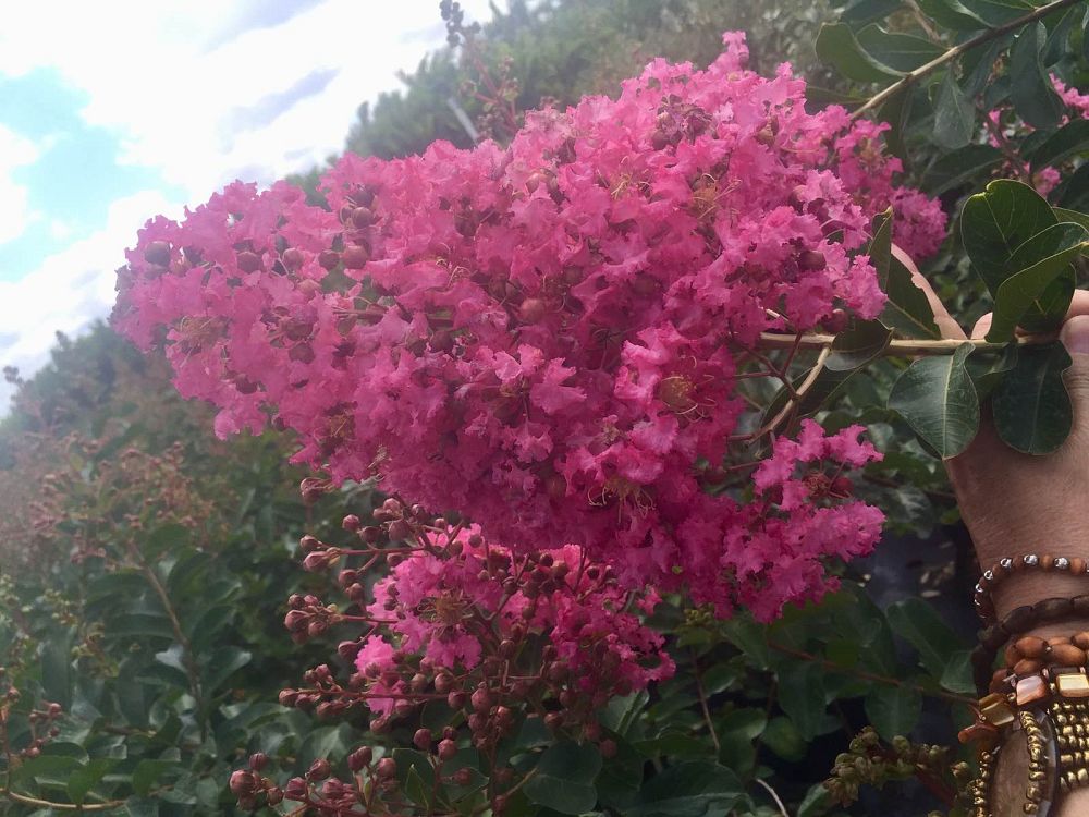 lagerstroemia-fauriei-tuscarora-japanese-crape-myrtle