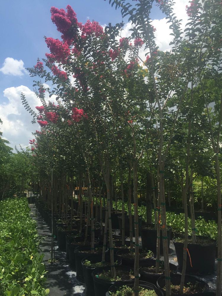 lagerstroemia-fauriei-tuscarora-japanese-crape-myrtle