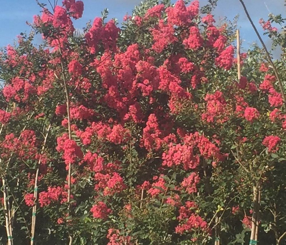 lagerstroemia-fauriei-tuscarora-japanese-crape-myrtle
