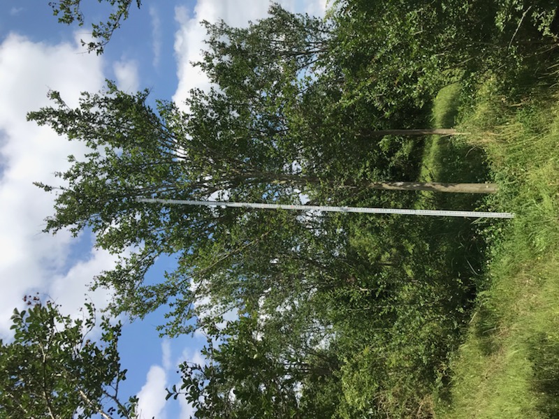 lagerstroemia-fauriei-tuscarora-japanese-crape-myrtle