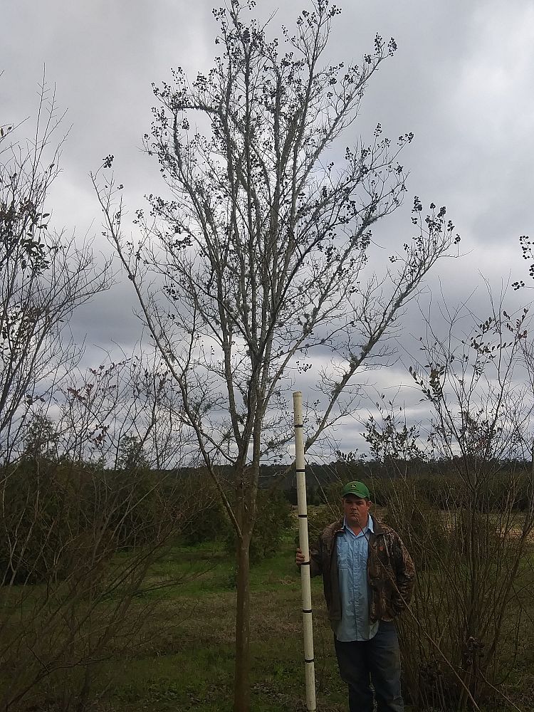 lagerstroemia-fauriei-tuscarora-japanese-crape-myrtle