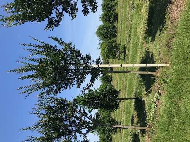 lagerstroemia-fauriei-tuscarora-japanese-crape-myrtle