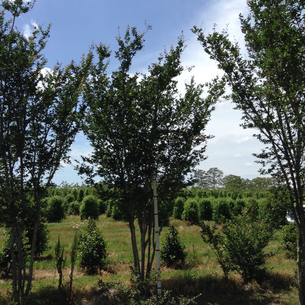 lagerstroemia-fauriei-tuscarora-japanese-crape-myrtle