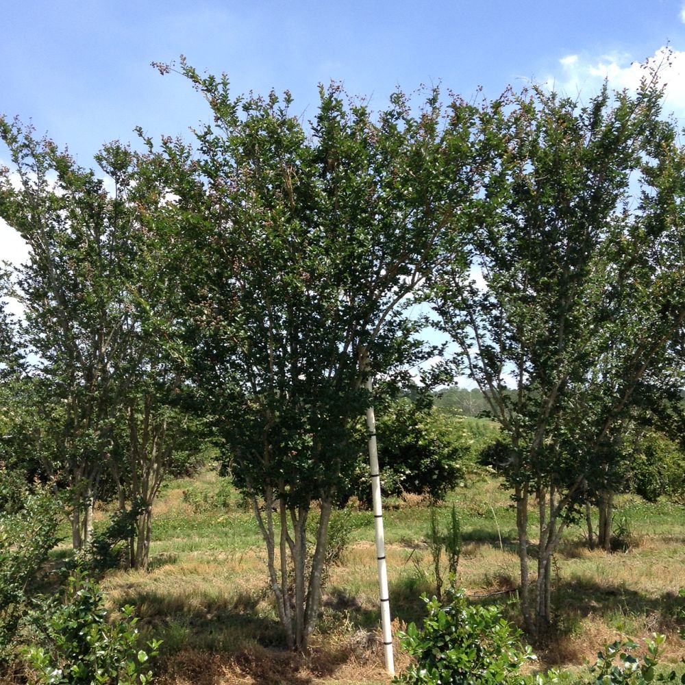 lagerstroemia-fauriei-tuscarora-japanese-crape-myrtle