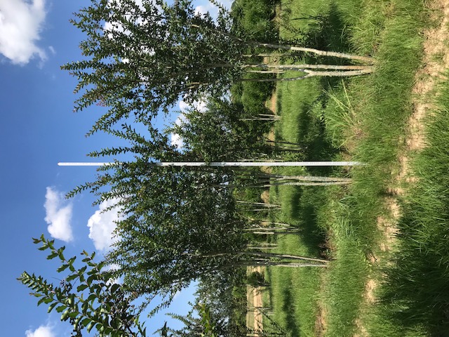 lagerstroemia-fauriei-tuscarora-japanese-crape-myrtle