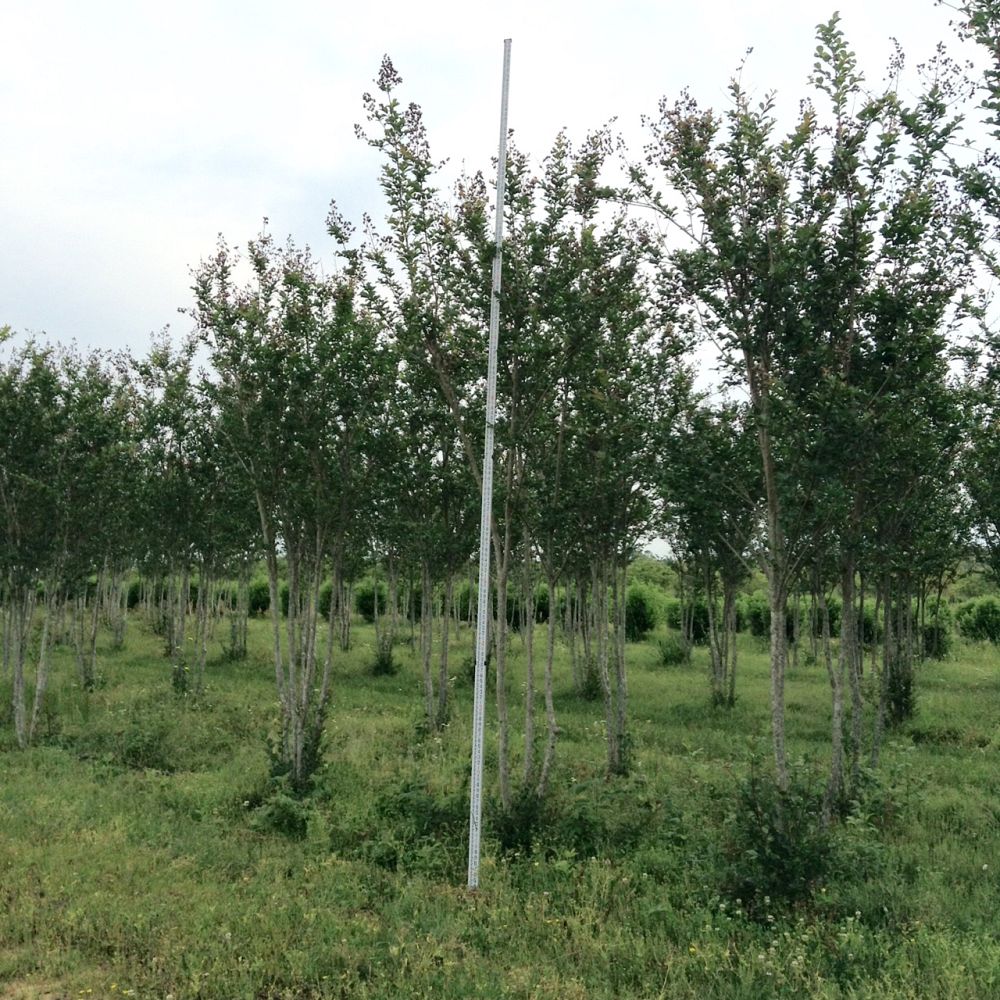 lagerstroemia-fauriei-tuscarora-japanese-crape-myrtle