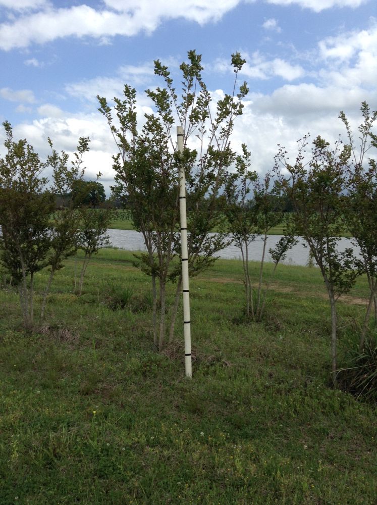 lagerstroemia-fauriei-tuscarora-japanese-crape-myrtle