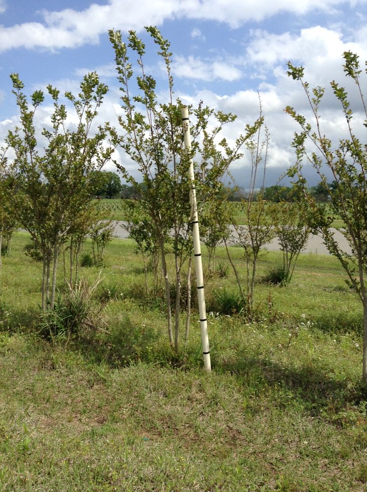 lagerstroemia-fauriei-tuscarora-japanese-crape-myrtle