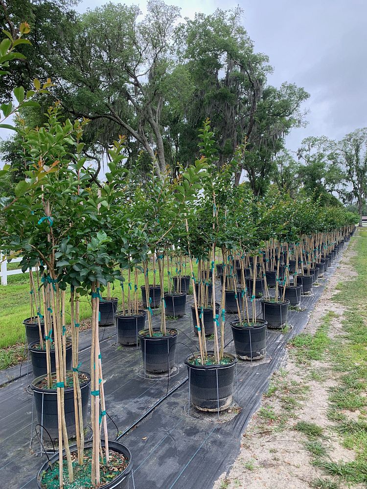 lagerstroemia-fauriei-tuscarora-japanese-crape-myrtle