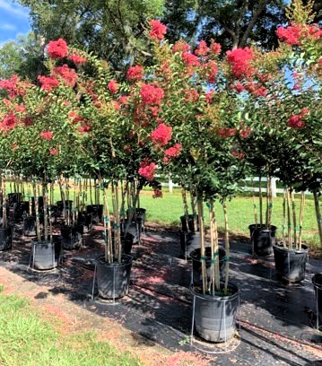 lagerstroemia-fauriei-tuscarora-japanese-crape-myrtle