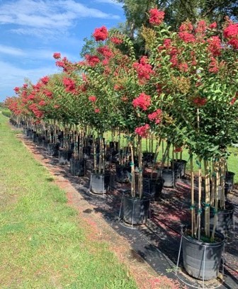 lagerstroemia-fauriei-tuscarora-japanese-crape-myrtle